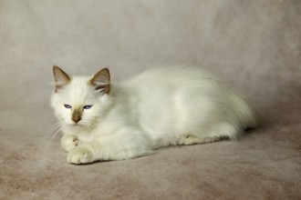Purebred cat, Sacred Burmese, young male cat, Cinnamon-point