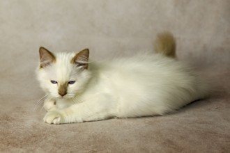 Purebred cat, Sacred Burmese, young male cat, Cinnamon-point