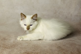 Purebred cat, Sacred Burmese, young male cat, Cinnamon-point