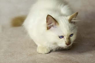 Purebred cat, Sacred Burmese, young male cat, Cinnamon-point