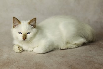 Purebred cat, Sacred Burmese, young male cat, Cinnamon-point