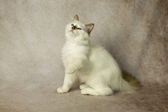 Purebred cat, Sacred Burmese, young male cat, Cinnamon-point