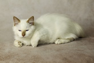 Purebred cat, Sacred Burmese, young male cat, Cinnamon-point