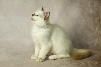 Purebred cat, Sacred Burmese, young male cat, Cinnamon-point