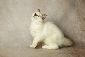 Purebred cat, Sacred Burmese, young male cat, Cinnamon-point