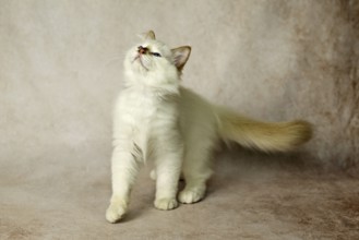 Purebred cat, Sacred Burmese, young male cat, Cinnamon-point