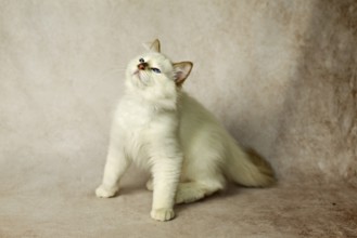 Purebred cat, Sacred Burmese, young male cat, Cinnamon-point
