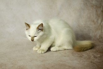 Purebred cat, Sacred Burmese, young male cat, Cinnamon-point