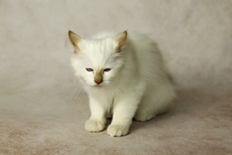 Purebred cat, Sacred Burmese, young male cat, Cinnamon-point