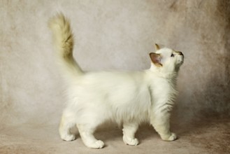 Purebred cat, Sacred Burmese, young male cat, Cinnamon-point