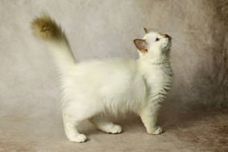 Purebred cat, Sacred Burmese, young male cat, Cinnamon-point