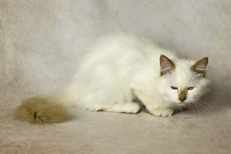 Purebred cat, Sacred Burmese, young male cat, Cinnamon-point