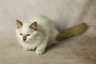 Purebred cat, Sacred Burmese, young male cat, Cinnamon-point