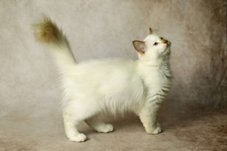 Purebred cat, Sacred Burmese, young male cat, Cinnamon-point