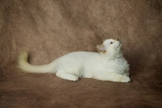 Purebred cat, Sacred Burmese, young male cat, Cinnamon-point