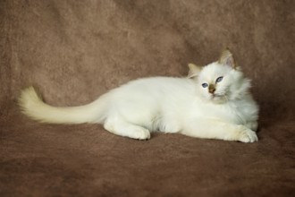 Purebred cat, Sacred Burmese, young male cat, Cinnamon-point