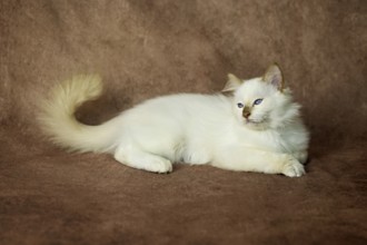 Purebred cat, Sacred Burmese, young male cat, Cinnamon-point