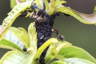 Black garden ant (Lasius niger), ant searching aphids for honeydew, Baden-Württemberg, Germany