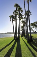 Palm trees by the Swan River, Central City Area, Perth, Western Australia, WA, Australia