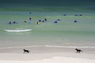 Surf lessons and two dogs on the beach near Lancelin, Perth, Western Australia, WA, Indian Ocean,