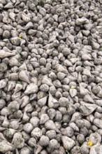 Beet (Beta), beet harvest, heap in close-up, North Rhine-Westphalia, Germany