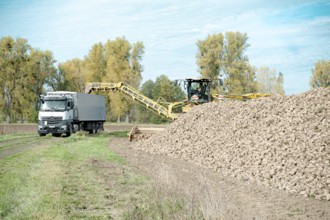 Beet (beta), beet harvest, loading machine loads beet onto lorry via a conveyor belt, North