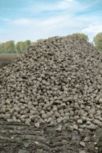 Beet (beta), beet harvest, mountain lying next to the field ready for transport after harvest,