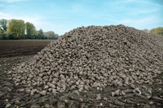 Beet (beta), beet harvest, mountain lying next to the field ready for transport after harvest,