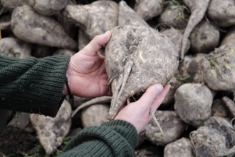 Beet (Beta), beet harvest, after harvest on hand, North Rhine-Westphalia, Germany