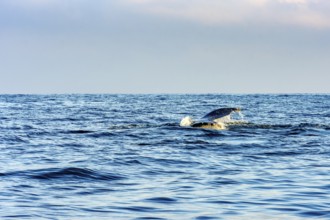 Whale fin emerging from the water during a dive in the waters of Ilhabela, Ilhabela, Sao Paulo,