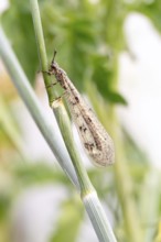 Antwren (Myrmeleontidae), sitting hidden in vegetation on a stalk, Lower Saxony, Germany