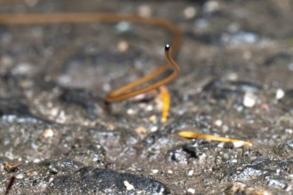 Horsehair worm (Gordioida), frontal on stone, North Rhine-Westphalia, Germany
