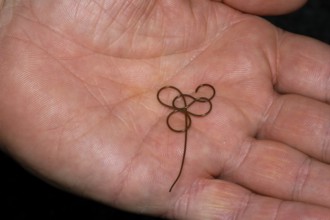 Horsehair worm (Gordioida), on hand, North Rhine-Westphalia, Germany
