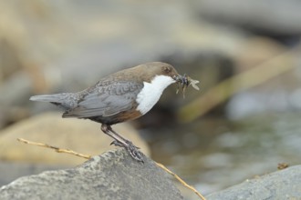 White-throated Dipper (Cinclus cinclus) standing with prey on a stone in the middle of a stream,