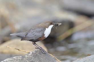 White-throated Dipper (Cinclus cinclus) standing with prey on a stone in the middle of a stream,