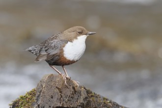 White-throated Dipper (Cinclus cinclus) standing on a stone in the middle of a stream, the only