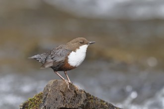 White-throated Dipper (Cinclus cinclus) standing on a stone in the middle of a stream, the only