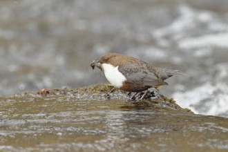 White-throated Dipper (Cinclus cinclus) standing with prey on a stone in the middle of a stream,
