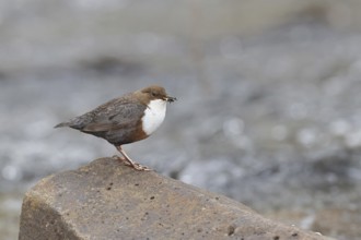 White-throated Dipper (Cinclus cinclus) standing with prey on a stone in the middle of a stream,
