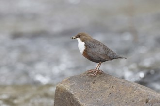 White-throated Dipper (Cinclus cinclus) standing with prey on a stone in the middle of a stream,