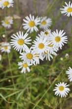 Daisy (Leucanthemum vulgare), several flowers in a meadow, close-up, macro, Wilnsdorf, North