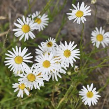 Daisy (Leucanthemum vulgare), several flowers in a meadow, close-up, macro, Wilnsdorf, North