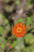 Orange hawkweed, orange-red hawkweed (Hieracium aurantiacum), flower on a rough meadow, Wilnsdorf,