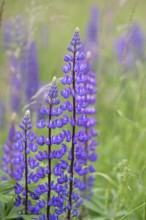 Large-leaved lupin, also known as perennial lupin (Lupinus polyphyllus), blue flower on a wild