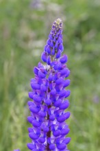 Large-leaved lupin, also known as perennial lupin (Lupinus polyphyllus), blue flower on a wild