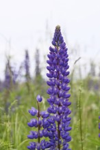 Large-leaved lupin, also known as perennial lupin (Lupinus polyphyllus), blue flower on a wild