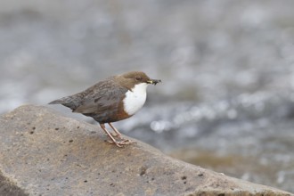 White-throated Dipper (Cinclus cinclus) standing with prey on a stone in the middle of a stream,