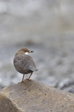 White-throated Dipper (Cinclus cinclus) standing with prey on a stone in the middle of a stream,
