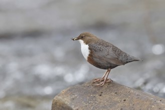 White-throated Dipper (Cinclus cinclus) standing with prey on a stone in the middle of a stream,