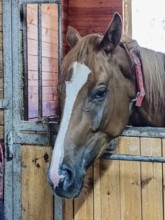 Light bay horse standing in stall, close-up
